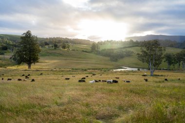 Çiklet ağacı ormanları yemyeşil çayırlarda yetişiyor. Yenilenebilir Sürdürülebilir Avustralya Tarım, Okaliptüs Ağaçlı Avustralya Manzarası Altın Çayırlık tarım arazisi