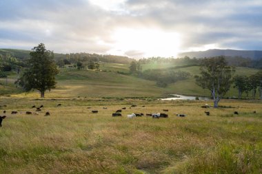 Yeşil yemyeşil çayırlarda otlayan inek sürüsü. Bir barajı, ağaçları ve otlağı olan geniş bir Avustralya Çiftliği manzarası. Kırsal Tarım ve Sürdürülebilir Arazi Yönetimi Avustralya