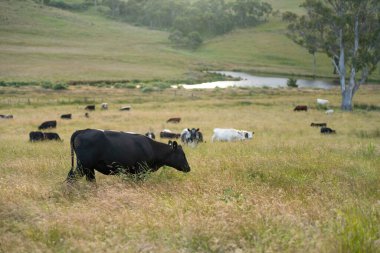 Wagyu angusu inekleri. Sağlıklı sığır sürüsü, yemyeşil otlakta otluyor. Avustralya 'da Yenilenebilir Sürdürülebilir Avustralya Tarım, Sorumlu Hayvancılık ve Doğal Çevre ilkbaharı