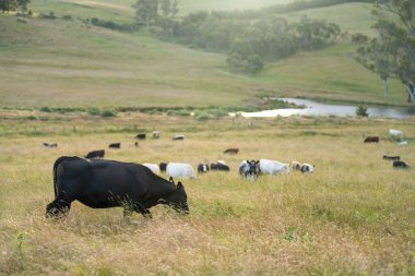 Wagyu angusu inekleri. Sağlıklı sığır sürüsü, yemyeşil otlakta otluyor. Avustralya 'da Yenilenebilir Sürdürülebilir Avustralya Tarım, Sorumlu Hayvancılık ve Doğal Çevre ilkbaharı