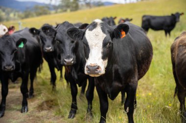 Wagyu angusu inekleri. Sağlıklı sığır sürüsü, yemyeşil otlakta otluyor. Avustralya 'da Yenilenebilir Sürdürülebilir Avustralya Tarım, Sorumlu Hayvancılık ve Doğal Çevre ilkbaharı