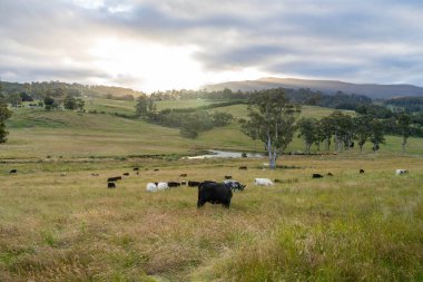 Wagyu angusu inekleri. Sağlıklı sığır sürüsü, yemyeşil otlakta otluyor. Avustralya 'da Yenilenebilir Sürdürülebilir Avustralya Tarım, Sorumlu Hayvancılık ve Doğal Çevre ilkbaharı