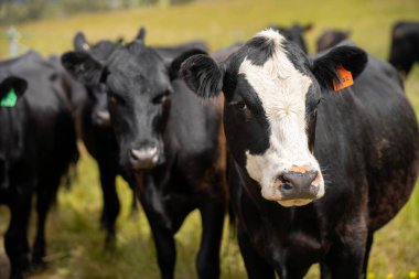 Wagyu angusu inekleri. Sağlıklı sığır sürüsü, yemyeşil otlakta otluyor. Avustralya 'da Yenilenebilir Sürdürülebilir Avustralya Tarım, Sorumlu Hayvancılık ve Doğal Çevre ilkbaharı