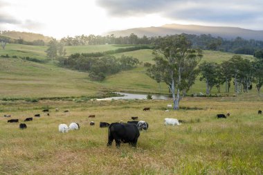 Yeşil yemyeşil çayırlarda otlayan inek sürüsü. Bir barajı, ağaçları ve otlağı olan geniş bir Avustralya Çiftliği manzarası. Kırsal Tarım ve Sürdürülebilir Arazi Yönetimi Avustralya