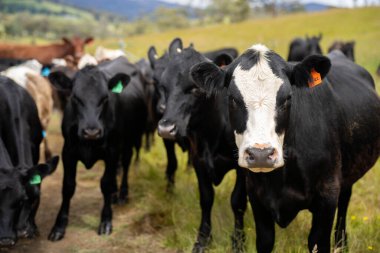 Wagyu angusu inekleri. Sağlıklı sığır sürüsü, yemyeşil otlakta otluyor. Avustralya 'da Yenilenebilir Sürdürülebilir Avustralya Tarım, Sorumlu Hayvancılık ve Doğal Çevre ilkbaharı
