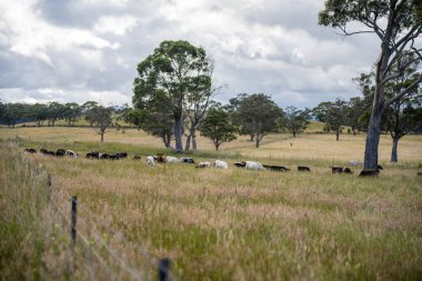 Yeşil yemyeşil çayırlarda otlayan inek sürüsü. Bir barajı, ağaçları ve otlağı olan geniş bir Avustralya Çiftliği manzarası. Kırsal Tarım ve Sürdürülebilir Arazi Yönetimi Avustralya