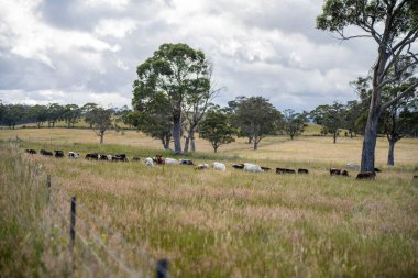 Wagyu angusu inekleri. Sağlıklı sığır sürüsü, yemyeşil otlakta otluyor. Avustralya 'da Yenilenebilir Sürdürülebilir Avustralya Tarım, Sorumlu Hayvancılık ve Doğal Çevre ilkbaharı