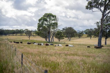 Yeşil yemyeşil çayırlarda otlayan inek sürüsü. Bir barajı, ağaçları ve otlağı olan geniş bir Avustralya Çiftliği manzarası. Kırsal Tarım ve Sürdürülebilir Arazi Yönetimi Avustralya