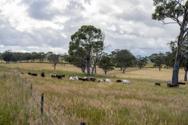 Wagyu angusu inekleri. Sağlıklı sığır sürüsü, yemyeşil otlakta otluyor. Avustralya 'da Yenilenebilir Sürdürülebilir Avustralya Tarım, Sorumlu Hayvancılık ve Doğal Çevre ilkbaharı