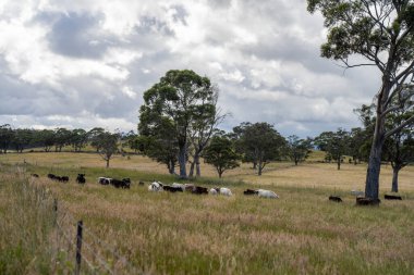 Wagyu angusu inekleri. Sağlıklı sığır sürüsü, yemyeşil otlakta otluyor. Avustralya 'da Yenilenebilir Sürdürülebilir Avustralya Tarım, Sorumlu Hayvancılık ve Doğal Çevre ilkbaharı