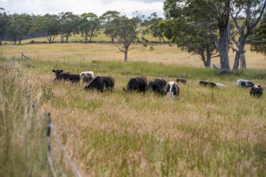 Wagyu angusu inekleri. Sağlıklı sığır sürüsü, yemyeşil otlakta otluyor. Avustralya 'da Yenilenebilir Sürdürülebilir Avustralya Tarım, Sorumlu Hayvancılık ve Doğal Çevre ilkbaharı