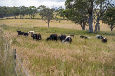 Wagyu angusu inekleri. Sağlıklı sığır sürüsü, yemyeşil otlakta otluyor. Avustralya 'da Yenilenebilir Sürdürülebilir Avustralya Tarım, Sorumlu Hayvancılık ve Doğal Çevre ilkbaharı