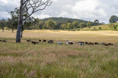 Yeşil yemyeşil çayırlarda otlayan inek sürüsü. Bir barajı, ağaçları ve otlağı olan geniş bir Avustralya Çiftliği manzarası. Kırsal Tarım ve Sürdürülebilir Arazi Yönetimi Avustralya