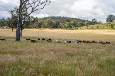 Wagyu angusu inekleri. Sağlıklı sığır sürüsü, yemyeşil otlakta otluyor. Avustralya 'da Yenilenebilir Sürdürülebilir Avustralya Tarım, Sorumlu Hayvancılık ve Doğal Çevre ilkbaharı