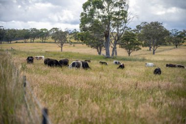 Yeşil yemyeşil çayırlarda otlayan inek sürüsü. Bir barajı, ağaçları ve otlağı olan geniş bir Avustralya Çiftliği manzarası. Kırsal Tarım ve Sürdürülebilir Arazi Yönetimi Avustralya