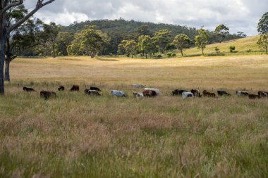 Yeşil yemyeşil çayırlarda otlayan inek sürüsü. Bir barajı, ağaçları ve otlağı olan geniş bir Avustralya Çiftliği manzarası. Kırsal Tarım ve Sürdürülebilir Arazi Yönetimi Avustralya
