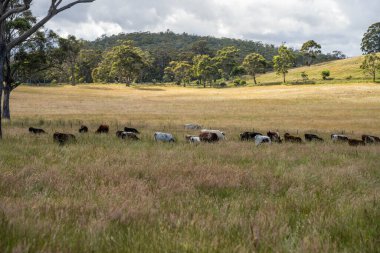 Wagyu angusu inekleri. Sağlıklı sığır sürüsü, yemyeşil otlakta otluyor. Avustralya 'da Yenilenebilir Sürdürülebilir Avustralya Tarım, Sorumlu Hayvancılık ve Doğal Çevre ilkbaharı
