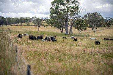 Çiklet ağacı ormanları yemyeşil çayırlarda yetişiyor. Yenilenebilir Sürdürülebilir Avustralya Tarım, Okaliptüs Ağaçlı Avustralya Manzarası Altın Çayırlık tarım arazisi