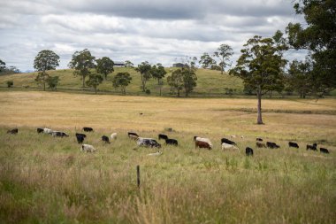 Wagyu angusu inekleri. Sağlıklı sığır sürüsü, yemyeşil otlakta otluyor. Avustralya 'da Yenilenebilir Sürdürülebilir Avustralya Tarım, Sorumlu Hayvancılık ve Doğal Çevre ilkbaharı
