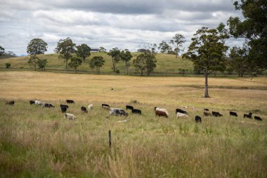 Wagyu angusu inekleri. Sağlıklı sığır sürüsü, yemyeşil otlakta otluyor. Avustralya 'da Yenilenebilir Sürdürülebilir Avustralya Tarım, Sorumlu Hayvancılık ve Doğal Çevre ilkbaharı