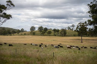 Wagyu angusu inekleri. Sağlıklı sığır sürüsü, yemyeşil otlakta otluyor. Avustralya 'da Yenilenebilir Sürdürülebilir Avustralya Tarım, Sorumlu Hayvancılık ve Doğal Çevre ilkbaharı
