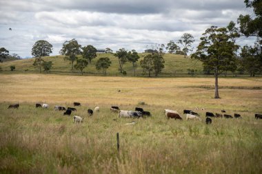 Wagyu angusu inekleri. Sağlıklı sığır sürüsü, yemyeşil otlakta otluyor. Avustralya 'da Yenilenebilir Sürdürülebilir Avustralya Tarım, Sorumlu Hayvancılık ve Doğal Çevre ilkbaharı