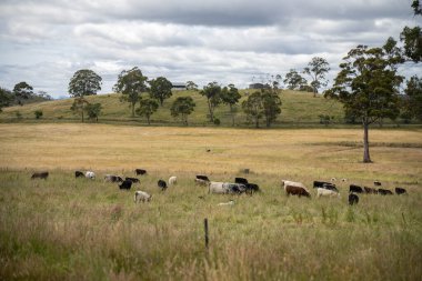 Yeşil yemyeşil çayırlarda otlayan inek sürüsü. Bir barajı, ağaçları ve otlağı olan geniş bir Avustralya Çiftliği manzarası. Kırsal Tarım ve Sürdürülebilir Arazi Yönetimi Avustralya