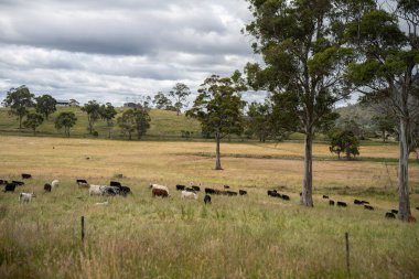 Wagyu angusu inekleri. Sağlıklı sığır sürüsü, yemyeşil otlakta otluyor. Avustralya 'da Yenilenebilir Sürdürülebilir Avustralya Tarım, Sorumlu Hayvancılık ve Doğal Çevre ilkbaharı