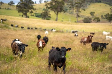 Yeşil yemyeşil çayırlarda otlayan inek sürüsü. Bir barajı, ağaçları ve otlağı olan geniş bir Avustralya Çiftliği manzarası. Kırsal Tarım ve Sürdürülebilir Arazi Yönetimi Avustralya