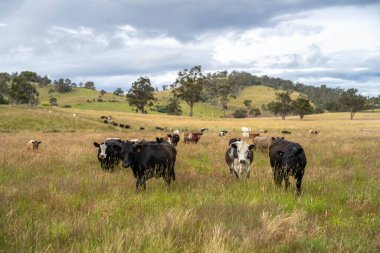 Yeşil yemyeşil çayırlarda otlayan inek sürüsü. Bir barajı, ağaçları ve otlağı olan geniş bir Avustralya Çiftliği manzarası. Kırsal Tarım ve Sürdürülebilir Arazi Yönetimi Avustralya