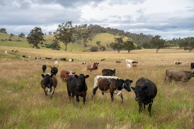 Wagyu angusu inekleri. Sağlıklı sığır sürüsü, yemyeşil otlakta otluyor. Avustralya 'da Yenilenebilir Sürdürülebilir Avustralya Tarım, Sorumlu Hayvancılık ve Doğal Çevre ilkbaharı