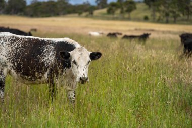 Yeşil yemyeşil çayırlarda otlayan inek sürüsü. Bir barajı, ağaçları ve otlağı olan geniş bir Avustralya Çiftliği manzarası. Kırsal Tarım ve Sürdürülebilir Arazi Yönetimi Avustralya