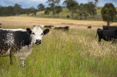 Wagyu angusu inekleri. Sağlıklı sığır sürüsü, yemyeşil otlakta otluyor. Avustralya 'da Yenilenebilir Sürdürülebilir Avustralya Tarım, Sorumlu Hayvancılık ve Doğal Çevre ilkbaharı