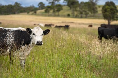 Wagyu angusu inekleri. Sağlıklı sığır sürüsü, yemyeşil otlakta otluyor. Avustralya 'da Yenilenebilir Sürdürülebilir Avustralya Tarım, Sorumlu Hayvancılık ve Doğal Çevre ilkbaharı