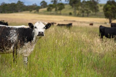 Wagyu angusu inekleri. Sağlıklı sığır sürüsü, yemyeşil otlakta otluyor. Avustralya 'da Yenilenebilir Sürdürülebilir Avustralya Tarım, Sorumlu Hayvancılık ve Doğal Çevre ilkbaharı
