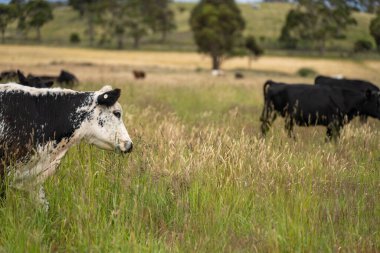 Wagyu angusu inekleri. Sağlıklı sığır sürüsü, yemyeşil otlakta otluyor. Avustralya 'da Yenilenebilir Sürdürülebilir Avustralya Tarım, Sorumlu Hayvancılık ve Doğal Çevre ilkbaharı