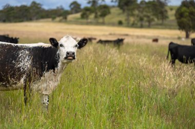Wagyu angusu inekleri. Sağlıklı sığır sürüsü, yemyeşil otlakta otluyor. Avustralya 'da Yenilenebilir Sürdürülebilir Avustralya Tarım, Sorumlu Hayvancılık ve Doğal Çevre ilkbaharı