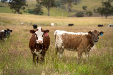 Wagyu angusu inekleri. Sağlıklı sığır sürüsü, yemyeşil otlakta otluyor. Avustralya 'da Yenilenebilir Sürdürülebilir Avustralya Tarım, Sorumlu Hayvancılık ve Doğal Çevre ilkbaharı