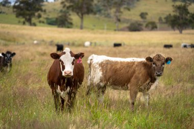 Wagyu angusu inekleri. Sağlıklı sığır sürüsü, yemyeşil otlakta otluyor. Avustralya 'da Yenilenebilir Sürdürülebilir Avustralya Tarım, Sorumlu Hayvancılık ve Doğal Çevre ilkbaharı