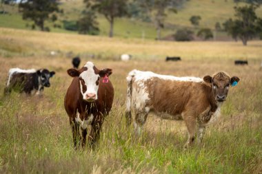 Yeşil yemyeşil çayırlarda otlayan inek sürüsü. Bir barajı, ağaçları ve otlağı olan geniş bir Avustralya Çiftliği manzarası. Kırsal Tarım ve Sürdürülebilir Arazi Yönetimi Avustralya