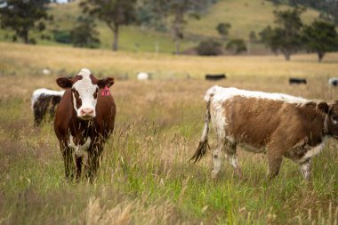 Yeşil yemyeşil çayırlarda otlayan inek sürüsü. Bir barajı, ağaçları ve otlağı olan geniş bir Avustralya Çiftliği manzarası. Kırsal Tarım ve Sürdürülebilir Arazi Yönetimi Avustralya