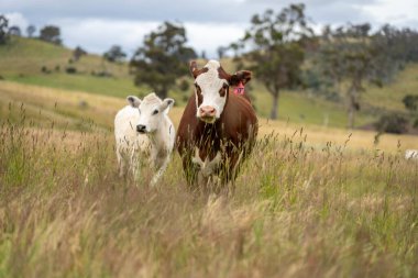 Wagyu angusu inekleri. Sağlıklı sığır sürüsü, yemyeşil otlakta otluyor. Avustralya 'da Yenilenebilir Sürdürülebilir Avustralya Tarım, Sorumlu Hayvancılık ve Doğal Çevre ilkbaharı