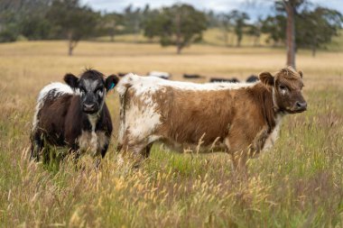 Yeşil yemyeşil çayırlarda otlayan inek sürüsü. Bir barajı, ağaçları ve otlağı olan geniş bir Avustralya Çiftliği manzarası. Kırsal Tarım ve Sürdürülebilir Arazi Yönetimi Avustralya