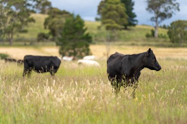 Yeşil yemyeşil çayırlarda otlayan inek sürüsü. Bir barajı, ağaçları ve otlağı olan geniş bir Avustralya Çiftliği manzarası. Kırsal Tarım ve Sürdürülebilir Arazi Yönetimi Avustralya
