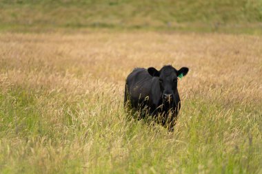 Wagyu angusu inekleri. Sağlıklı sığır sürüsü, yemyeşil otlakta otluyor. Avustralya 'da Yenilenebilir Sürdürülebilir Avustralya Tarım, Sorumlu Hayvancılık ve Doğal Çevre ilkbaharı