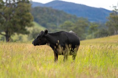 Wagyu angusu inekleri. Sağlıklı sığır sürüsü, yemyeşil otlakta otluyor. Avustralya 'da Yenilenebilir Sürdürülebilir Avustralya Tarım, Sorumlu Hayvancılık ve Doğal Çevre ilkbaharı