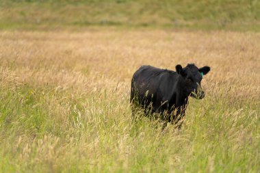 Wagyu angusu inekleri. Sağlıklı sığır sürüsü, yemyeşil otlakta otluyor. Avustralya 'da Yenilenebilir Sürdürülebilir Avustralya Tarım, Sorumlu Hayvancılık ve Doğal Çevre ilkbaharı