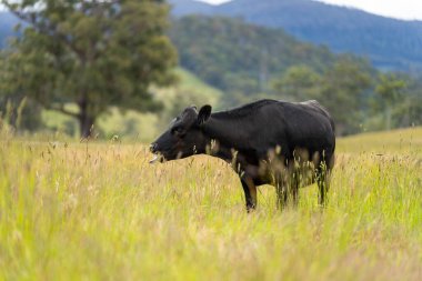 Yeşil yemyeşil çayırlarda otlayan inek sürüsü. Bir barajı, ağaçları ve otlağı olan geniş bir Avustralya Çiftliği manzarası. Kırsal Tarım ve Sürdürülebilir Arazi Yönetimi Avustralya