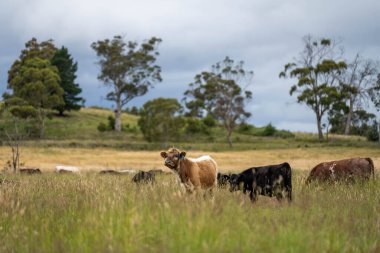 Yeşil yemyeşil çayırlarda otlayan inek sürüsü. Bir barajı, ağaçları ve otlağı olan geniş bir Avustralya Çiftliği manzarası. Kırsal Tarım ve Sürdürülebilir Arazi Yönetimi Avustralya
