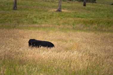 Wagyu angusu inekleri. Sağlıklı sığır sürüsü, yemyeşil otlakta otluyor. Avustralya 'da Yenilenebilir Sürdürülebilir Avustralya Tarım, Sorumlu Hayvancılık ve Doğal Çevre ilkbaharı